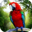 Jungle Parrot Simulator - try