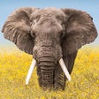 Ícone do programa: Wildlife Wallpaper Weathe…
