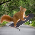 Winston Squirrelchill Skates icon