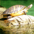 Icon of program: Turtles Jigsaw Puzzles