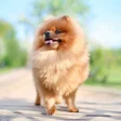 Ícone do programa: Pomeranian Wallpapers