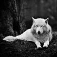 Ikon program: Wolf Wallpapers