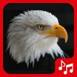 Иконка программы: Eagle sounds ringtones.