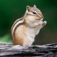Ikon program: Chipmunk Sounds