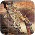 程序图标：Animals Puzzle