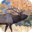 プログラムのアイコン：Elk Sounds