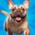 程序图标：Top Dogs: Best in Show