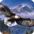 Eagle Wallpaper Best 4K