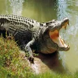 Ícone do programa: Angry Crocodile Attack