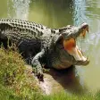 Angry Crocodile Attack