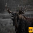 Icon of program: Moose Wallpaper HD New Ta…