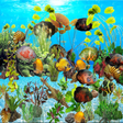 Icon of program: Tiger Oscar Aquarium