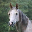 Icon of program: Riding a horse Come and R…