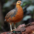 Ikon program: suara pikat burung puyuh