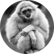 程序图标：Gibbon Tabs