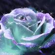 Иконка программы: 3D Rose Live Wallpaper
