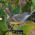 プログラムのアイコン：suara pikat burung ciblek