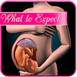 Pregnancy app : weekly expectations icon