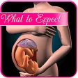 Pregnancy app : weekly expectations