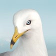 Иконка программы: Jonathan Livingston Seagu…