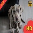 Icon of program: Cute Dogs Wallpapers HD N…