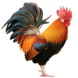 プログラムのアイコン：Bird sounds