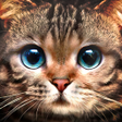 プログラムのアイコン：Kitty Cat Live Wallpaper