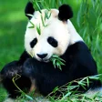 Icon of program: Animals Jigsaw Puzzles