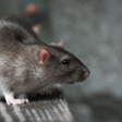 程序图标：Bandicoot rats calls