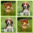 Matching Madness - Animals icon