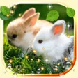プログラムのアイコン：Bunnies live wallpaper
