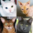 Symbol des Programms: Cats: Photo-Quiz about Ki…