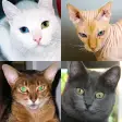 Cats: Photo-Quiz about Kittens