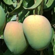 プログラムのアイコン：Mango Cultivation IIHR