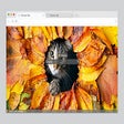 MeowTab: World of Feline Fun icon