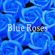 Ikona programu: Blue Roses HOME