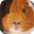 Иконка программы: Guinea Pig Sounds
