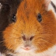 Icono de programa: Guinea Pig Sounds