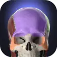 Anatomyka - 3D Human Anatomy Atlas