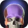 أيقونة البرنامج: Anatomyka - 3D Human Anat…