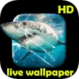 Shark video Live Wallpaper