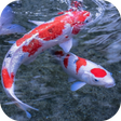 プログラムのアイコン：Koi 3D Live Wallpaper