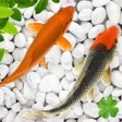 Ikon program: 4k Koi Fish Live Wallpape…