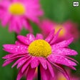Icon of program: My Daisy Flowers HD Wallp…