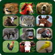 Ícone do programa: Animal Sounds