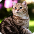 プログラムのアイコン：Cat Wallpaper HD