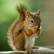 أيقونة البرنامج: Talking Squirrel