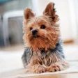 プログラムのアイコン：Yorkshire Terrier