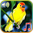Icon of program: Birds Sounds Ringtones