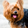 Yorkshire Terrier live wallpaper